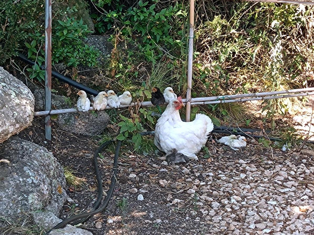 La Cera Farm Camping B&B Санта-Тереза-Галлура Екстер'єр фото