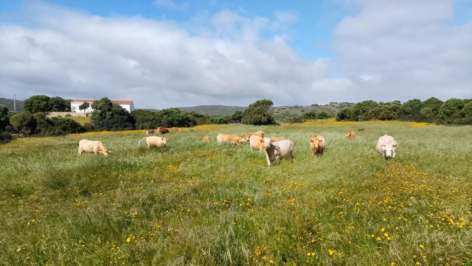 La Cera Farm Camping B&B Санта-Тереза-Галлура Екстер'єр фото